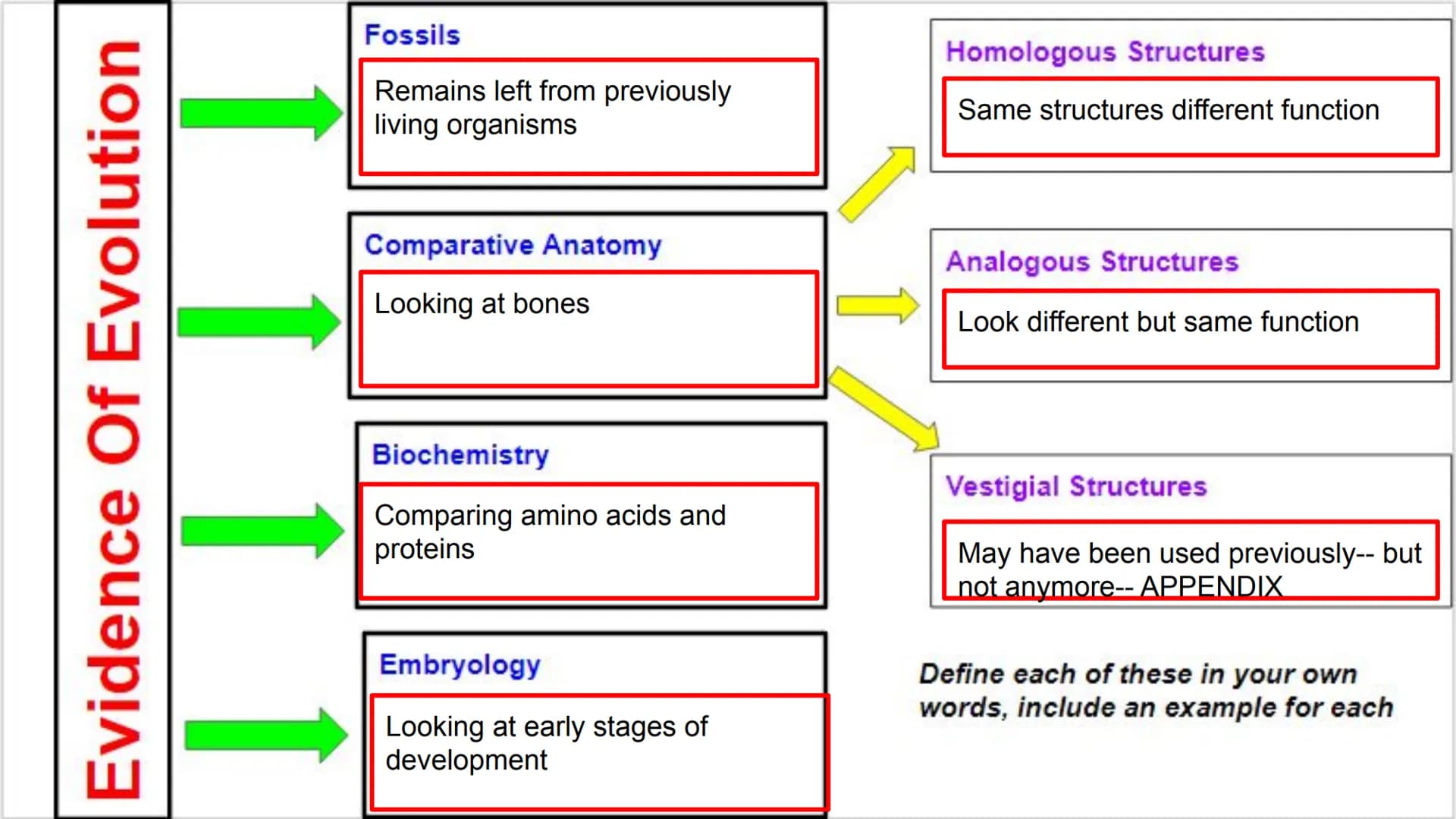 EOC Review Day 7
Evolution &
Unity and Diversity Evidence
Fossil - Trace of organism
Relative dating= lower older
• Comparative anatomy
O
Ho