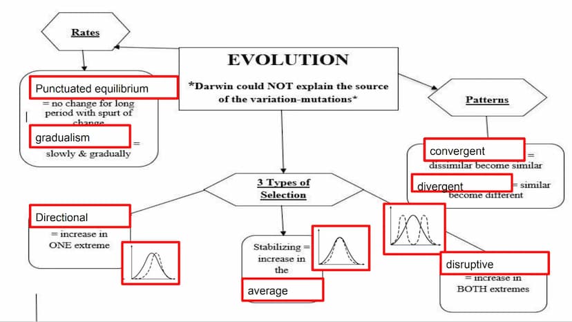 EOC Review Day 7
Evolution &
Unity and Diversity Evidence
Fossil - Trace of organism
Relative dating= lower older
• Comparative anatomy
O
Ho