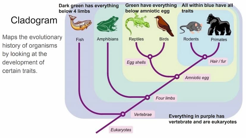 EOC Review Day 7
Evolution &
Unity and Diversity Evidence
Fossil - Trace of organism
Relative dating= lower older
• Comparative anatomy
O
Ho
