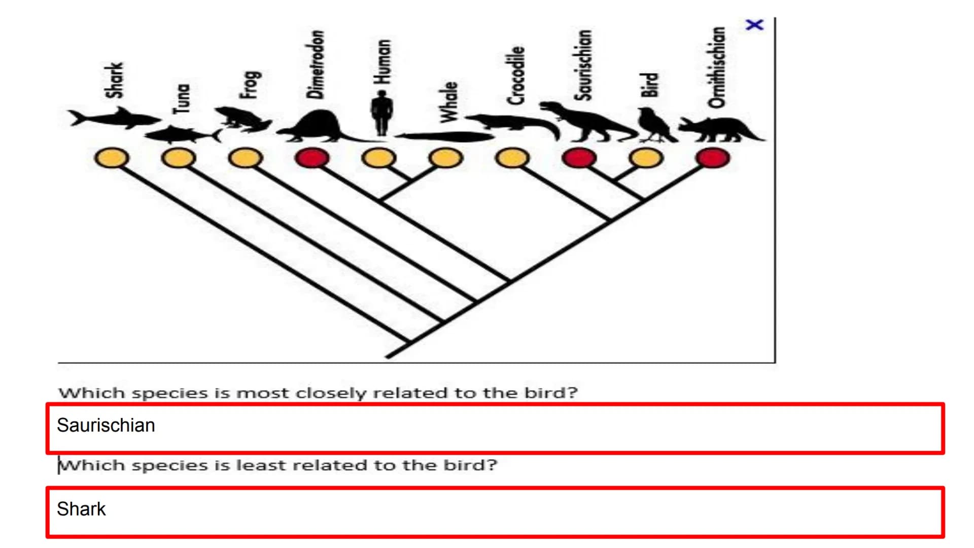 EOC Review Day 7
Evolution &
Unity and Diversity Evidence
Fossil - Trace of organism
Relative dating= lower older
• Comparative anatomy
O
Ho