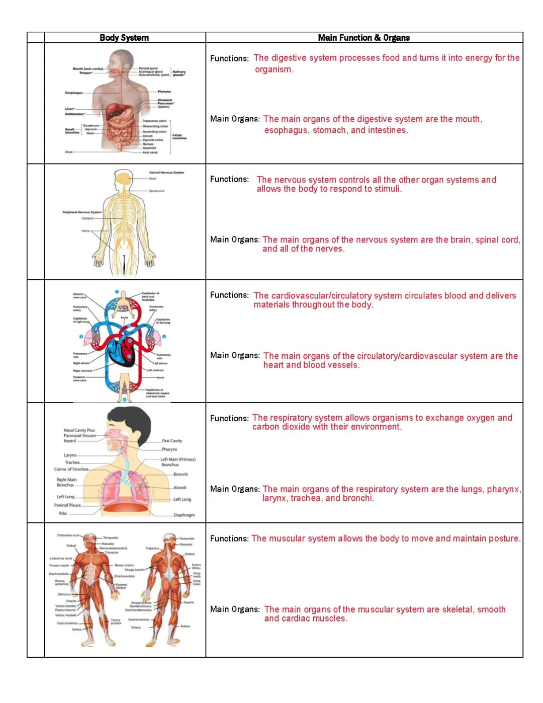 Body Systems Notes for AP Bio