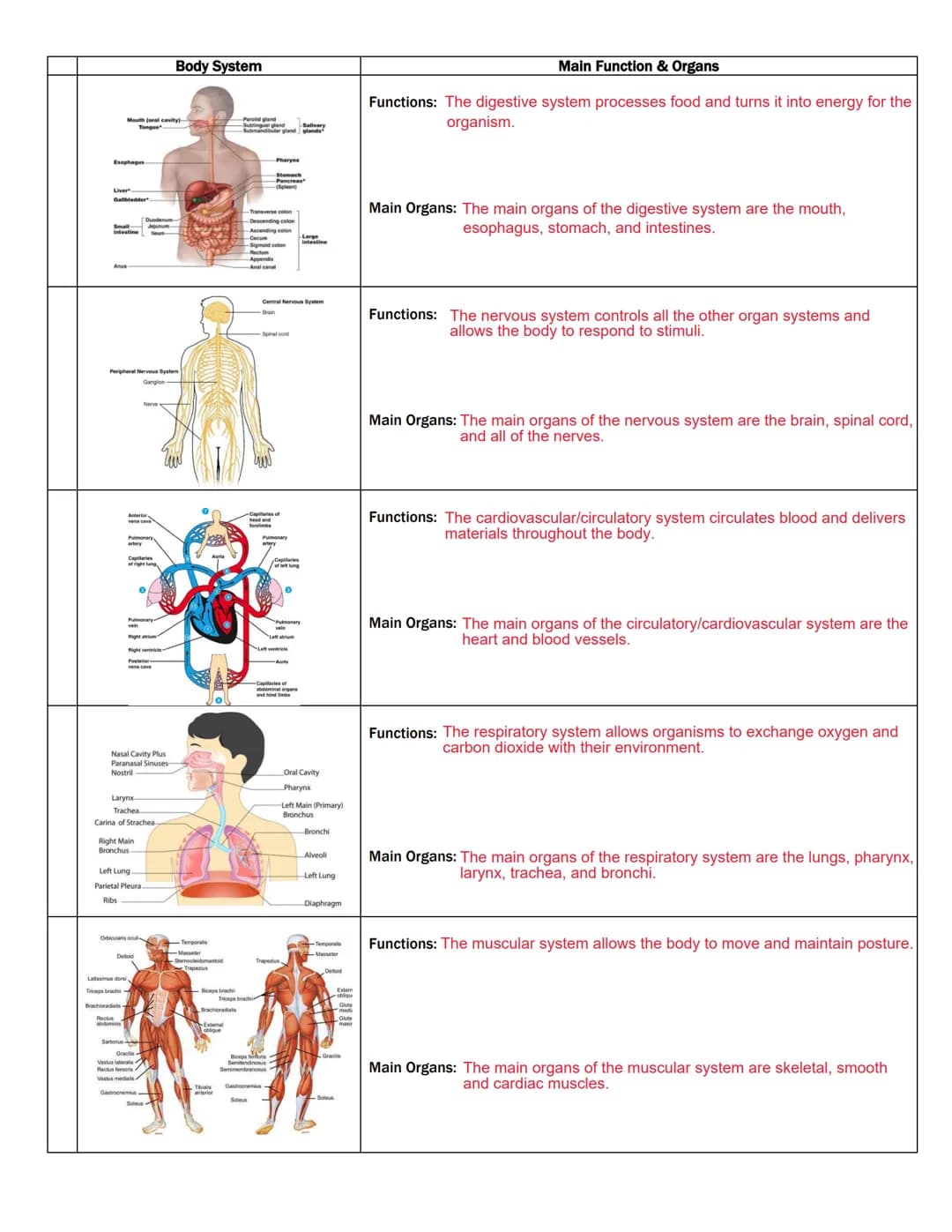 Liver
Gallbladder
intestine
Peripheral Nervous System
Ganglion
Tongue
Ribs
Anterior
vena cava
artery
Capri
of right lang,
Latissimus dorsi
T