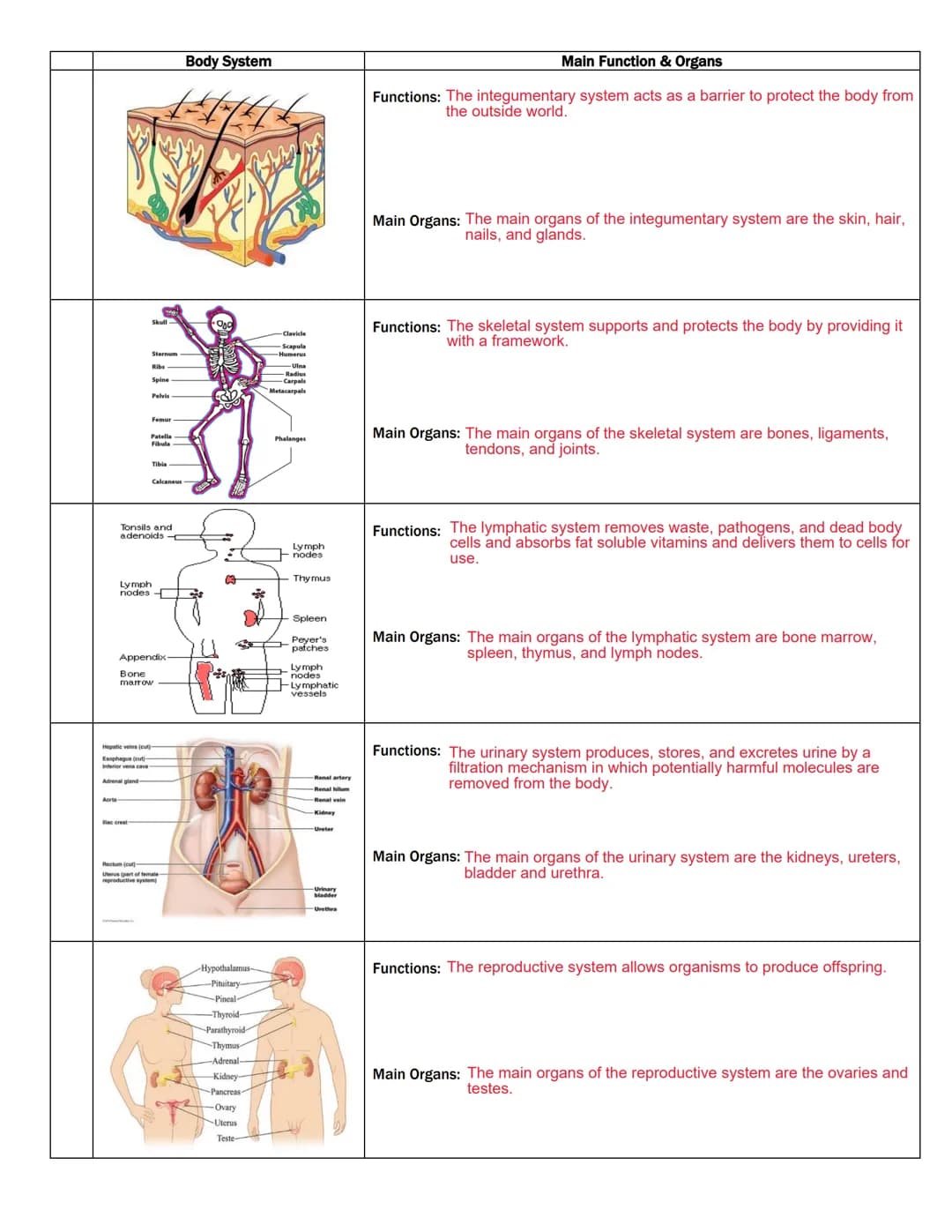 Liver
Gallbladder
intestine
Peripheral Nervous System
Ganglion
Tongue
Ribs
Anterior
vena cava
artery
Capri
of right lang,
Latissimus dorsi
T