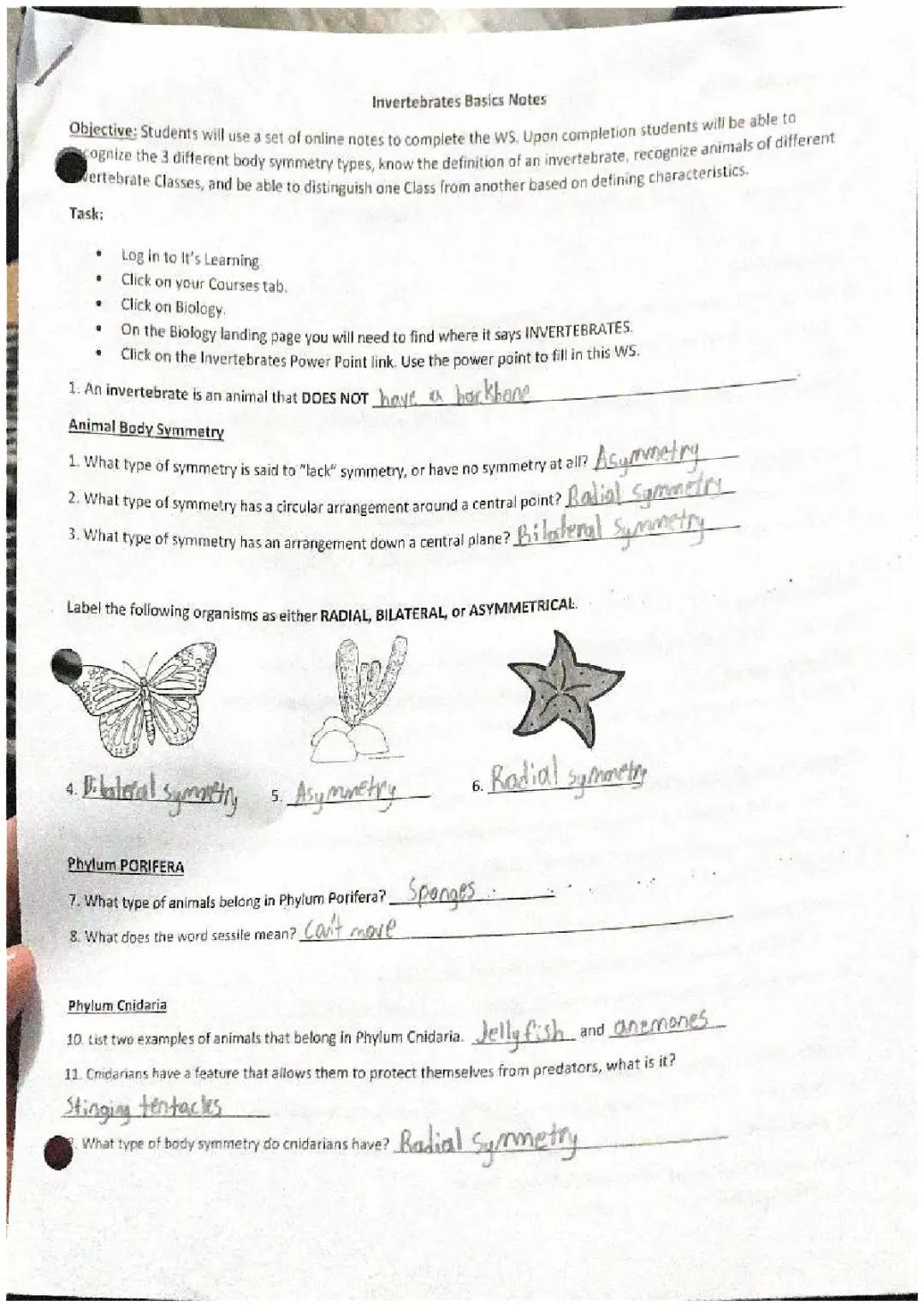Invertebrates Basics Notes