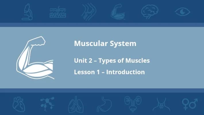 Know Muscular System Unit 2 thumbnail