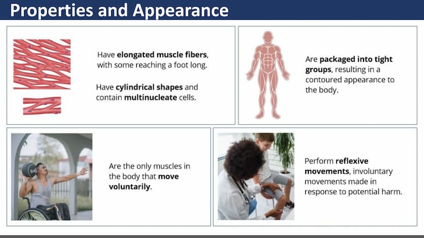 $$
Muscular System
Unit 2 - Types of Muscles
Lesson 1 - Introduction
s go yo ço Learning Objectives
• Describe the three types of
muscle tis