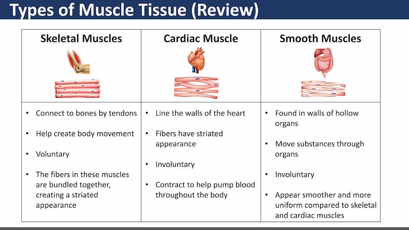 $$
Muscular System
Unit 2 - Types of Muscles
Lesson 1 - Introduction
s go yo ço Learning Objectives
• Describe the three types of
muscle tis