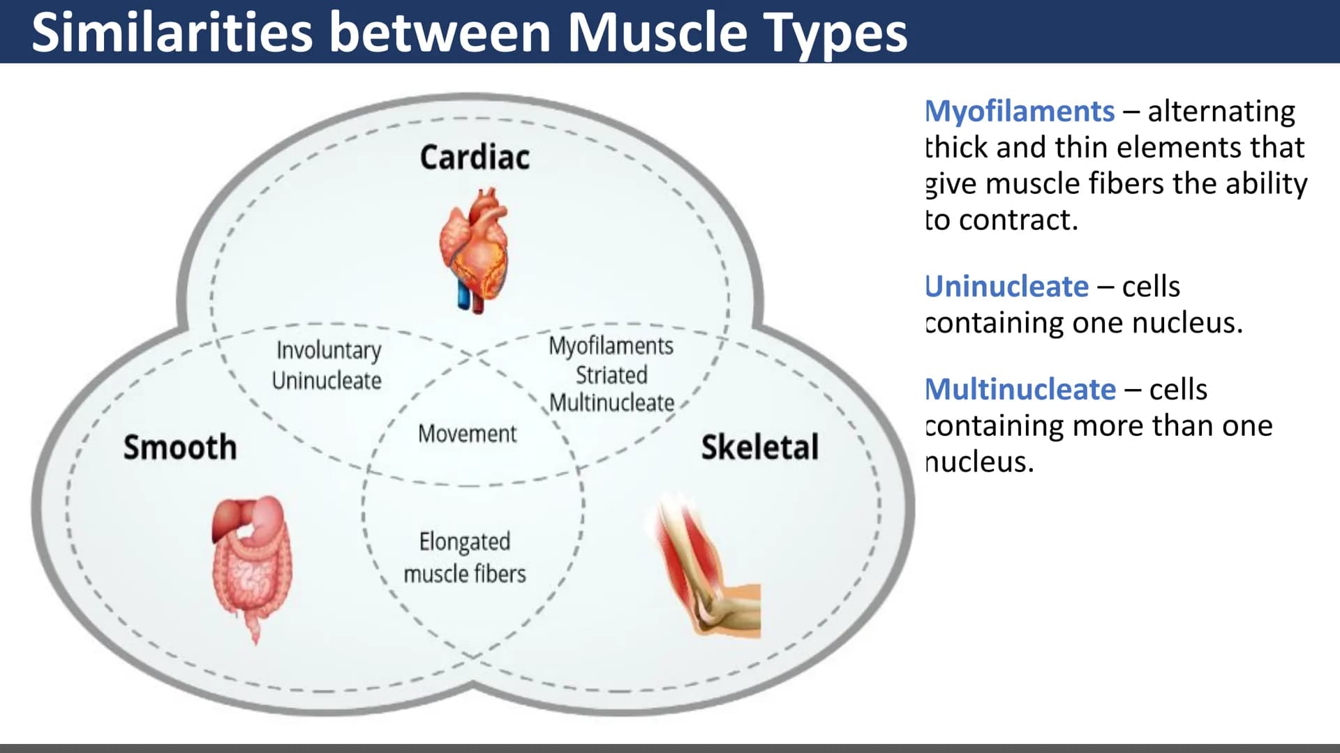 $$
Muscular System
Unit 2 - Types of Muscles
Lesson 1 - Introduction
s go yo ço Learning Objectives
• Describe the three types of
muscle tis