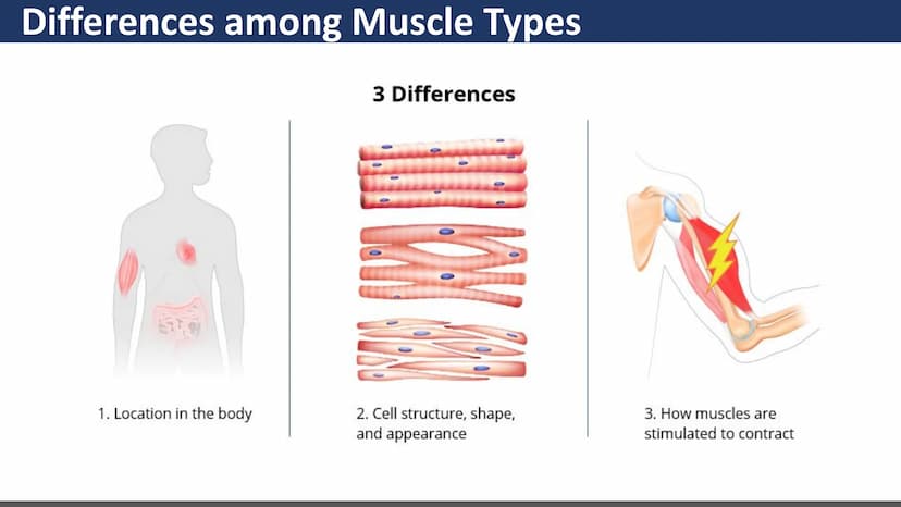 $$
Muscular System
Unit 2 - Types of Muscles
Lesson 1 - Introduction
s go yo ço Learning Objectives
• Describe the three types of
muscle tis