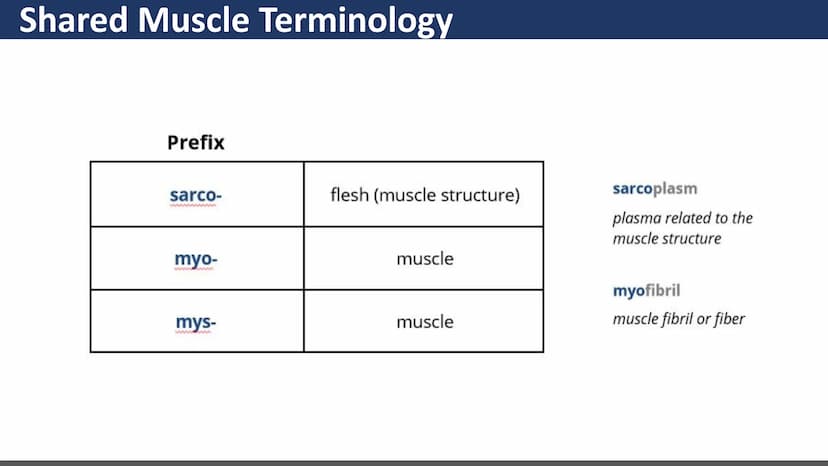 $$
Muscular System
Unit 2 - Types of Muscles
Lesson 1 - Introduction
s go yo ço Learning Objectives
• Describe the three types of
muscle tis