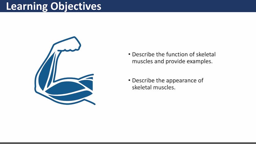 $$
Muscular System
Unit 2 - Types of Muscles
Lesson 1 - Introduction
s go yo ço Learning Objectives
• Describe the three types of
muscle tis