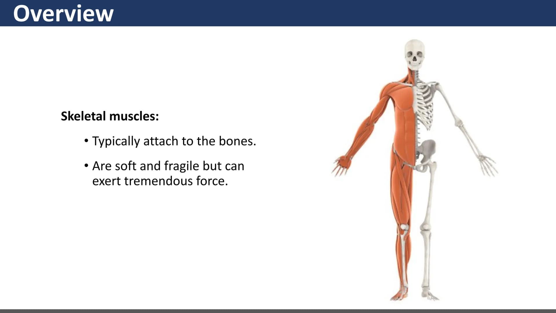 $$
Muscular System
Unit 2 - Types of Muscles
Lesson 1 - Introduction
s go yo ço Learning Objectives
• Describe the three types of
muscle tis