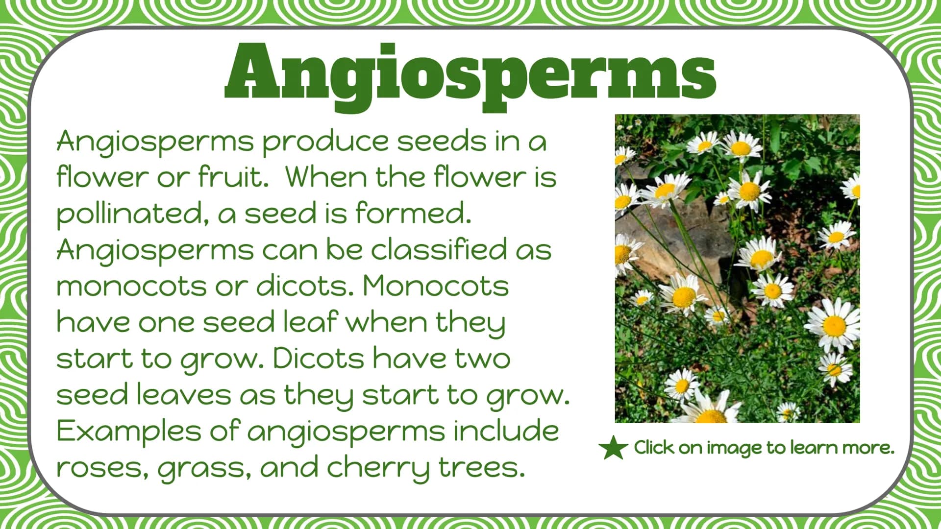 Life Science
Plant
Classification Plant Kingdom
To be a part of the plant kingdom, an
organism has to meet the following
conditions:
Contain