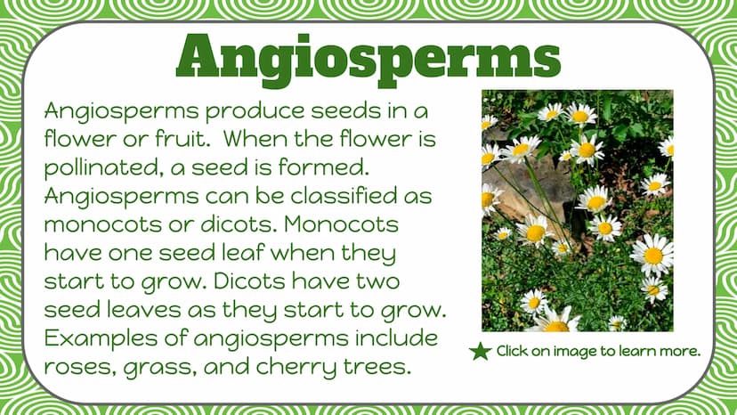 Life Science
Plant
Classification Plant Kingdom
To be a part of the plant kingdom, an
organism has to meet the following
conditions:
Contain