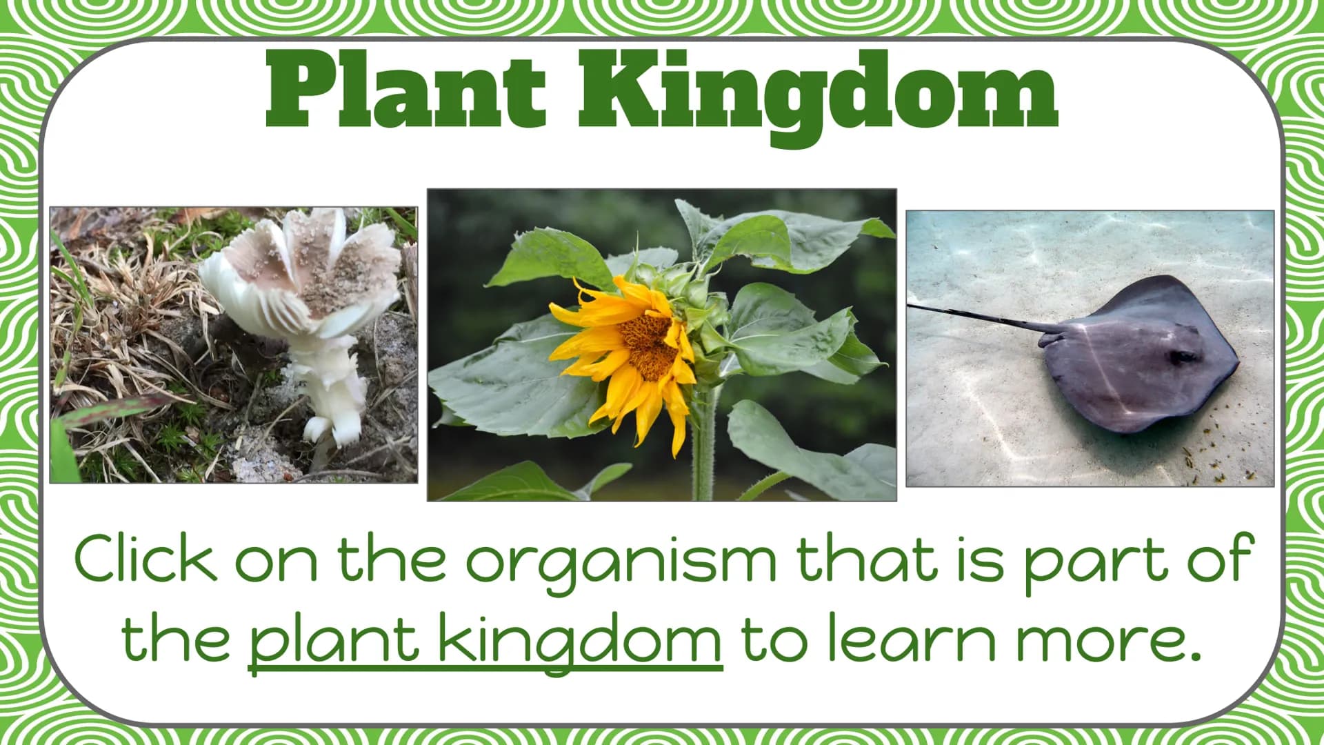 Life Science
Plant
Classification Plant Kingdom
To be a part of the plant kingdom, an
organism has to meet the following
conditions:
Contain