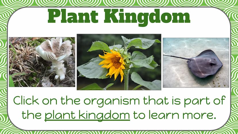 Life Science
Plant
Classification Plant Kingdom
To be a part of the plant kingdom, an
organism has to meet the following
conditions:
Contain
