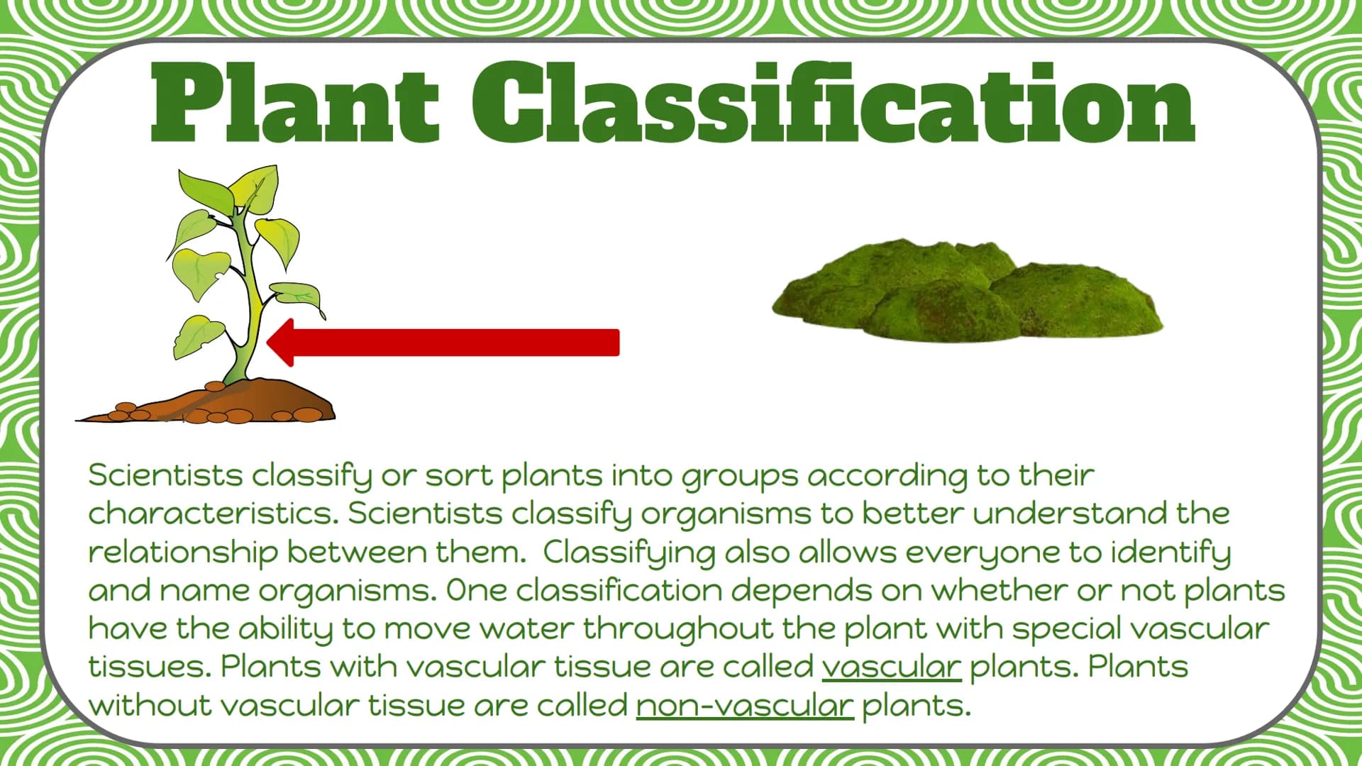 Life Science
Plant
Classification Plant Kingdom
To be a part of the plant kingdom, an
organism has to meet the following
conditions:
Contain
