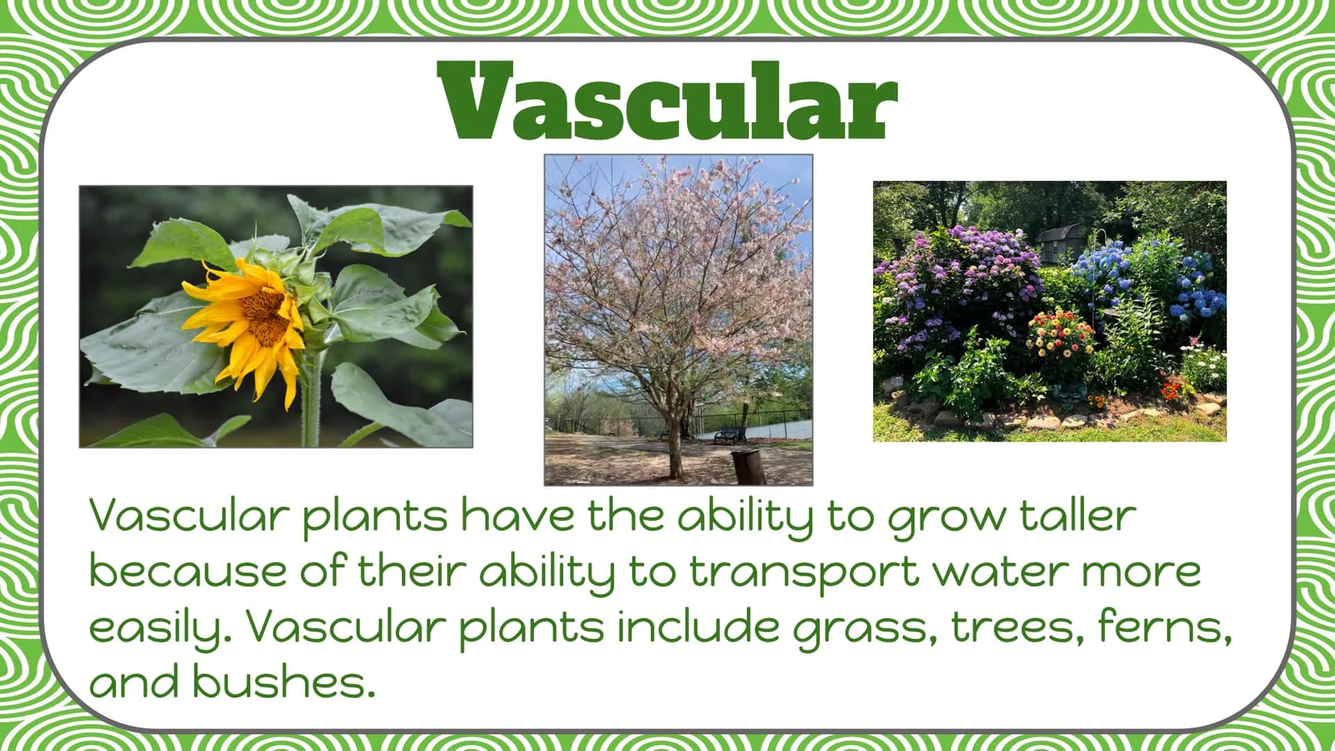 Life Science
Plant
Classification Plant Kingdom
To be a part of the plant kingdom, an
organism has to meet the following
conditions:
Contain