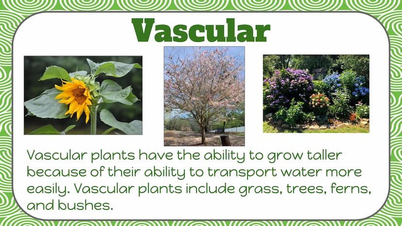 Life Science
Plant
Classification Plant Kingdom
To be a part of the plant kingdom, an
organism has to meet the following
conditions:
Contain