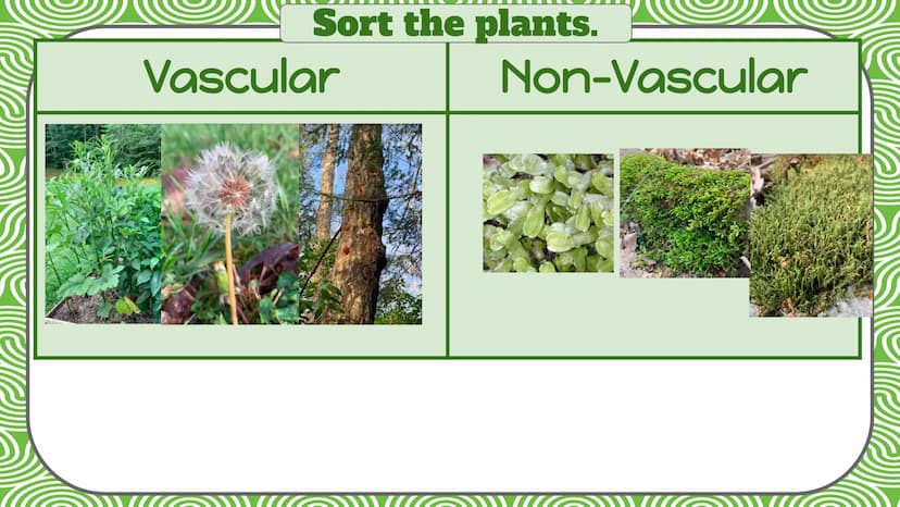 Life Science
Plant
Classification Plant Kingdom
To be a part of the plant kingdom, an
organism has to meet the following
conditions:
Contain