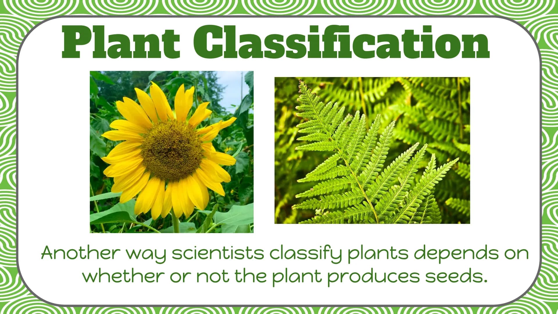 Life Science
Plant
Classification Plant Kingdom
To be a part of the plant kingdom, an
organism has to meet the following
conditions:
Contain