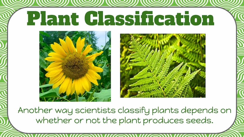 Life Science
Plant
Classification Plant Kingdom
To be a part of the plant kingdom, an
organism has to meet the following
conditions:
Contain