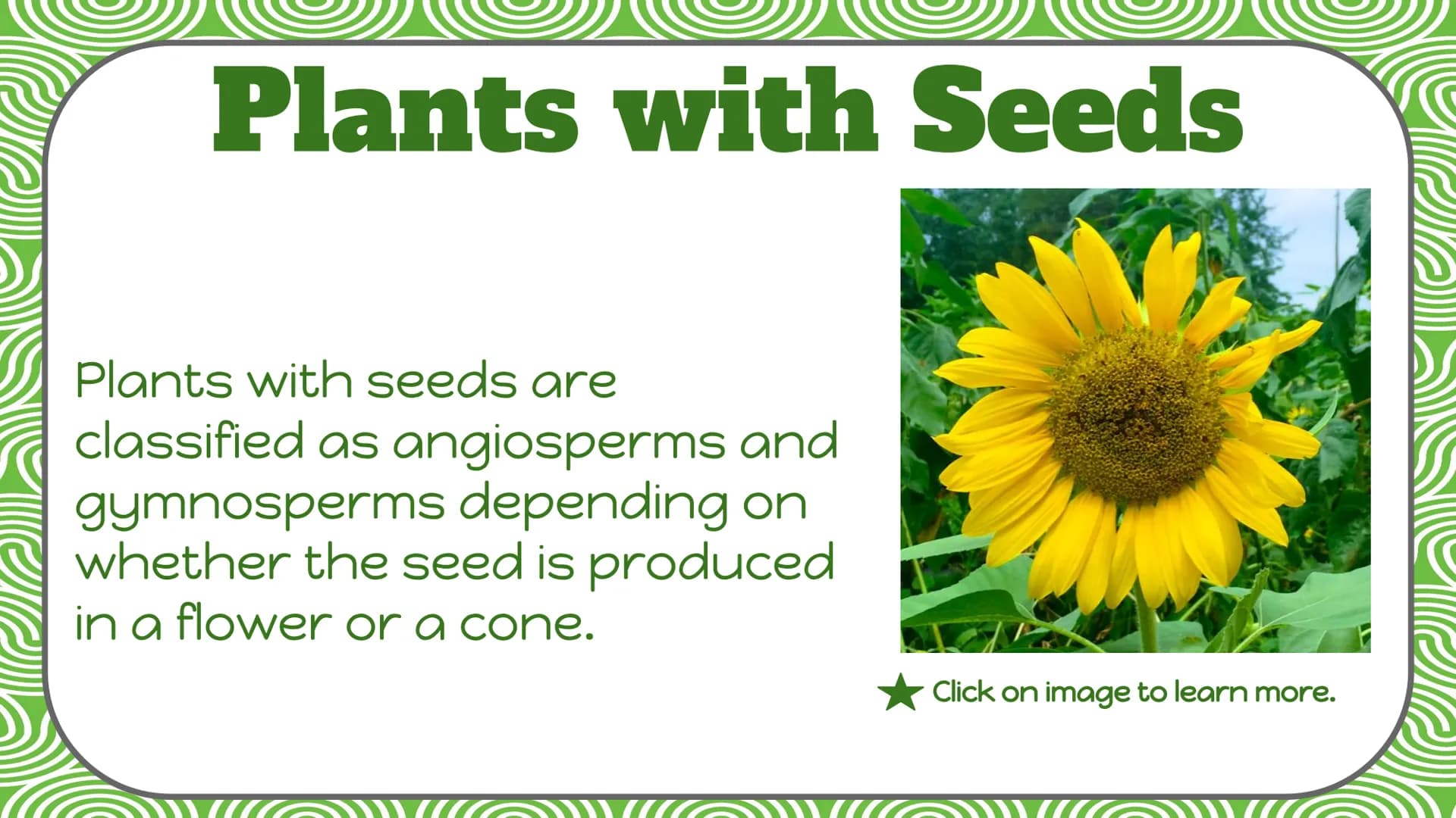 Life Science
Plant
Classification Plant Kingdom
To be a part of the plant kingdom, an
organism has to meet the following
conditions:
Contain