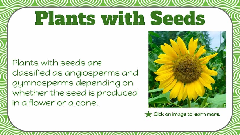 Life Science
Plant
Classification Plant Kingdom
To be a part of the plant kingdom, an
organism has to meet the following
conditions:
Contain
