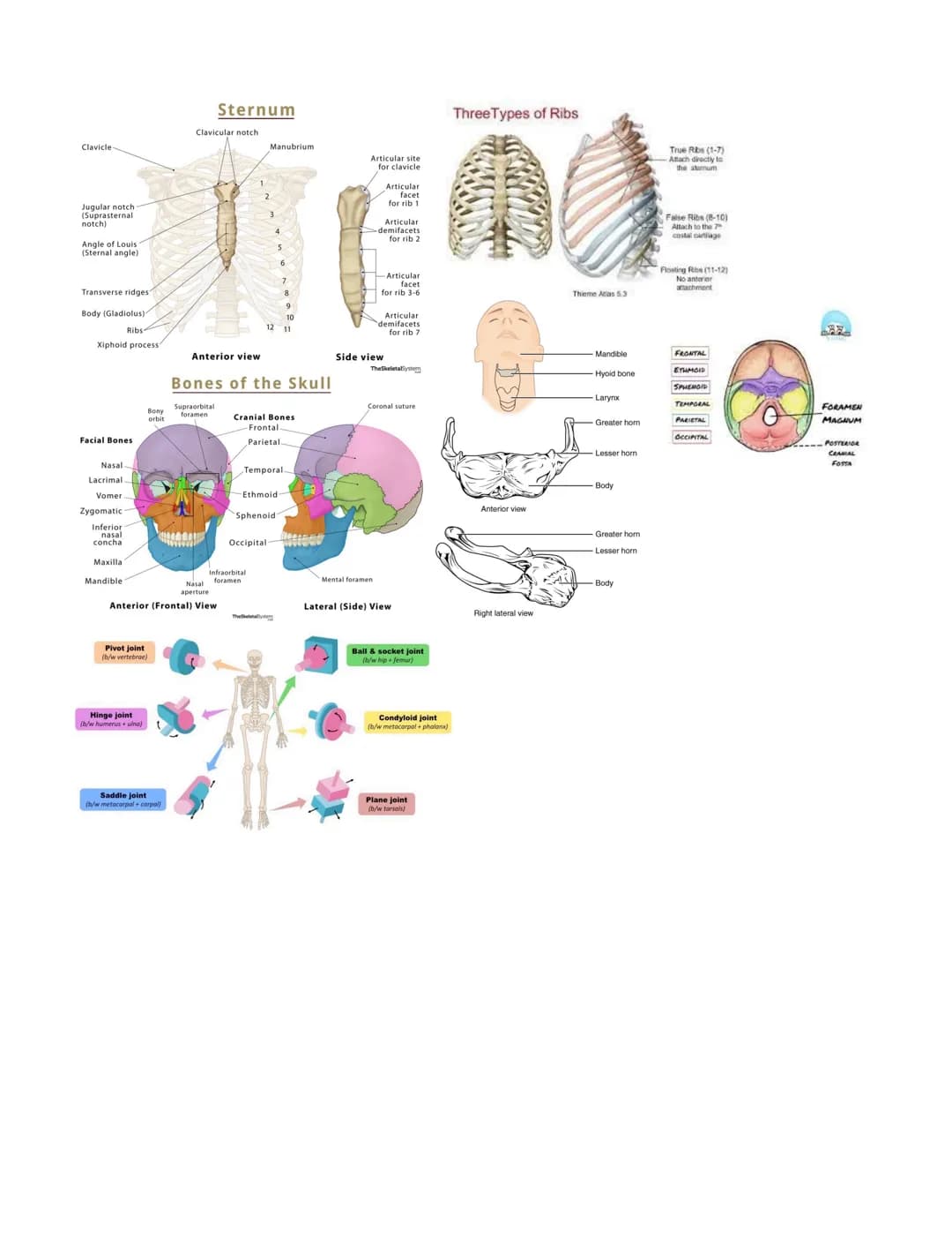 
<p>Long bones serve the purpose of providing strength, structure, and mobility. The femur, or thigh bone, is an example of a long bone. Des