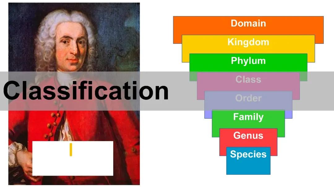 Exploring Carolus Linnaeus' Cool Naming System: Genus and Species Explained!