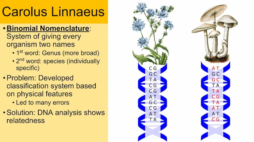 Classification
Domain
Kingdom
Phylum
Class
Order
Family
Genus
Species Carolus Linnaeus
• Binomial Nomenclature:
System of giving every
organ