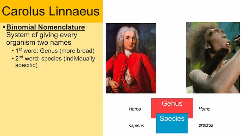 Classification
Domain
Kingdom
Phylum
Class
Order
Family
Genus
Species Carolus Linnaeus
• Binomial Nomenclature:
System of giving every
organ