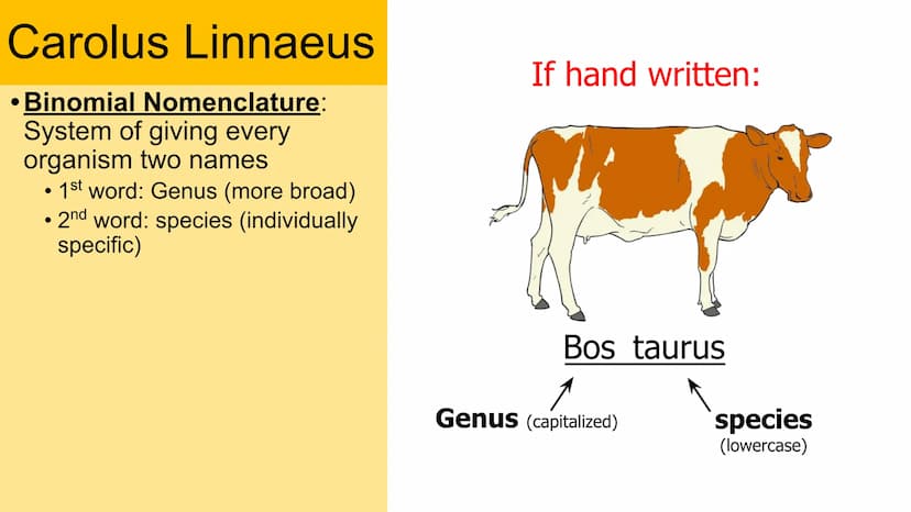 Classification
Domain
Kingdom
Phylum
Class
Order
Family
Genus
Species Carolus Linnaeus
• Binomial Nomenclature:
System of giving every
organ