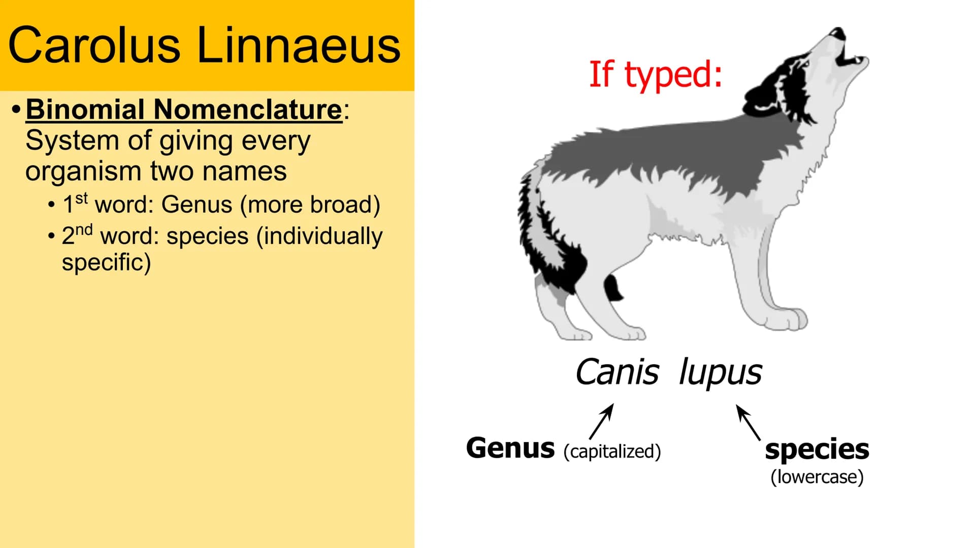 Classification
Domain
Kingdom
Phylum
Class
Order
Family
Genus
Species Carolus Linnaeus
• Binomial Nomenclature:
System of giving every
organ