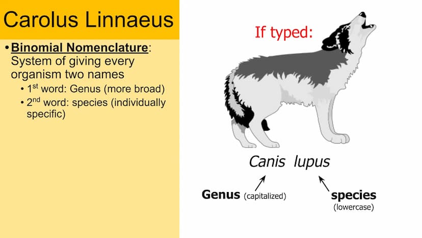Classification
Domain
Kingdom
Phylum
Class
Order
Family
Genus
Species Carolus Linnaeus
• Binomial Nomenclature:
System of giving every
organ