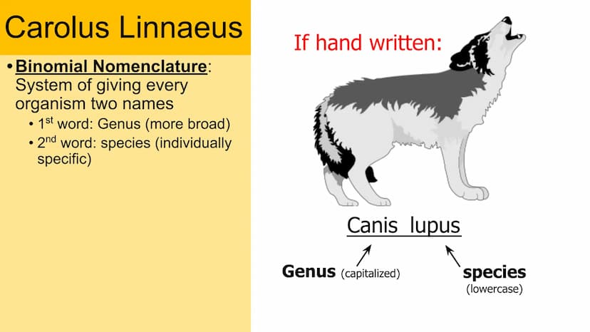 Classification
Domain
Kingdom
Phylum
Class
Order
Family
Genus
Species Carolus Linnaeus
• Binomial Nomenclature:
System of giving every
organ