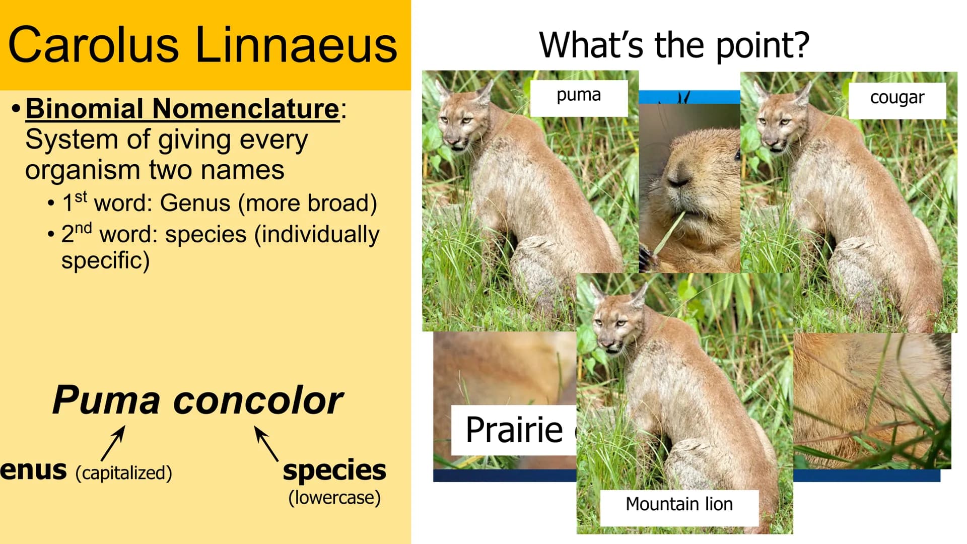 Classification
Domain
Kingdom
Phylum
Class
Order
Family
Genus
Species Carolus Linnaeus
• Binomial Nomenclature:
System of giving every
organ