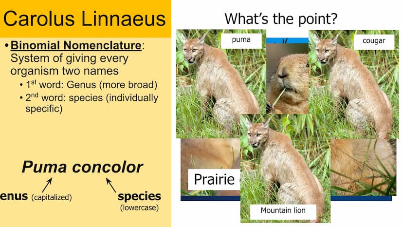 Classification
Domain
Kingdom
Phylum
Class
Order
Family
Genus
Species Carolus Linnaeus
• Binomial Nomenclature:
System of giving every
organ