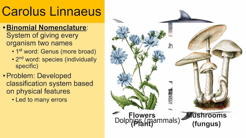 Classification
Domain
Kingdom
Phylum
Class
Order
Family
Genus
Species Carolus Linnaeus
• Binomial Nomenclature:
System of giving every
organ