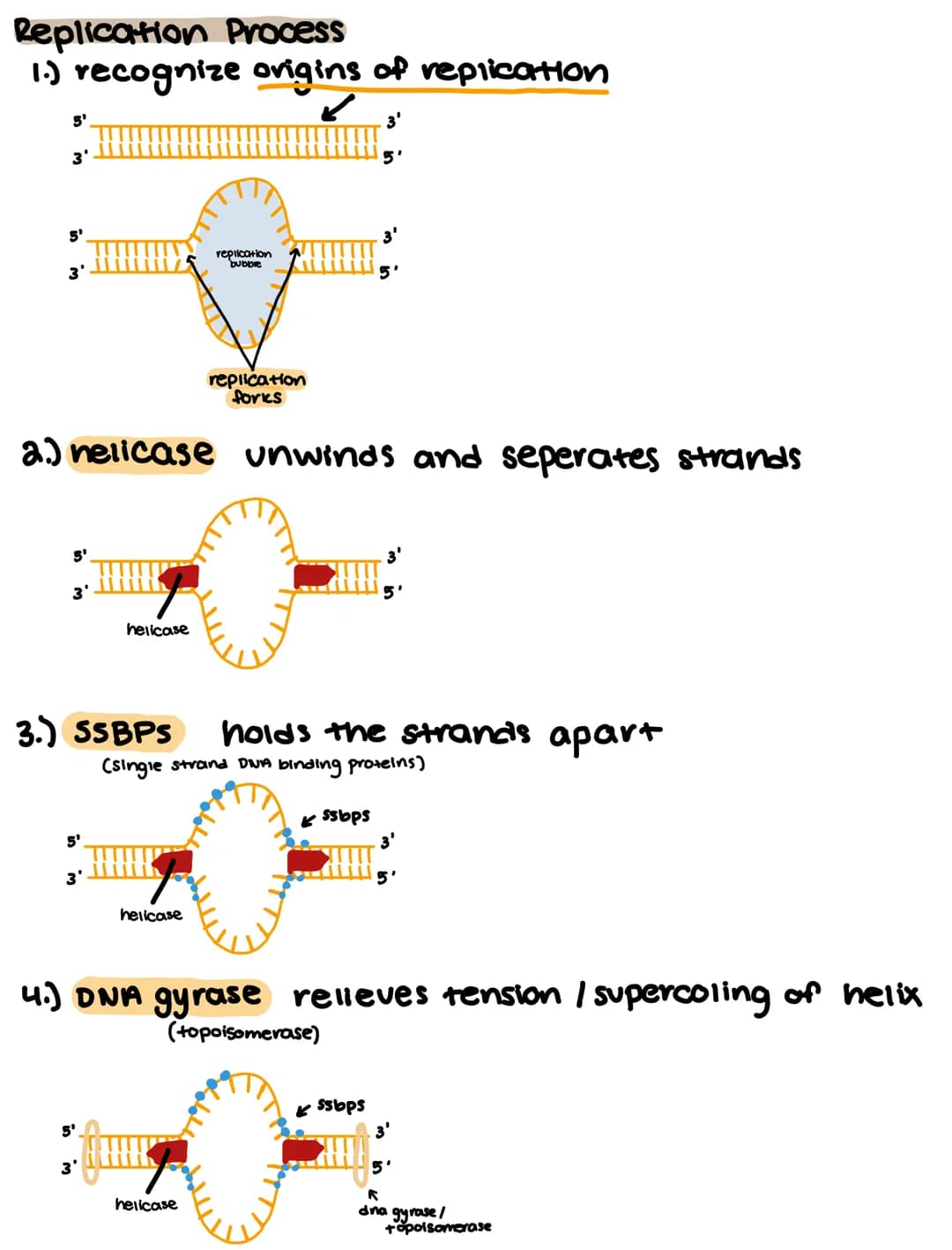 
<h2 id="recognitionoforiginsofreplication">Recognition of Origins of Replication</h2>
<p>In DNA replication, the process begins with the re