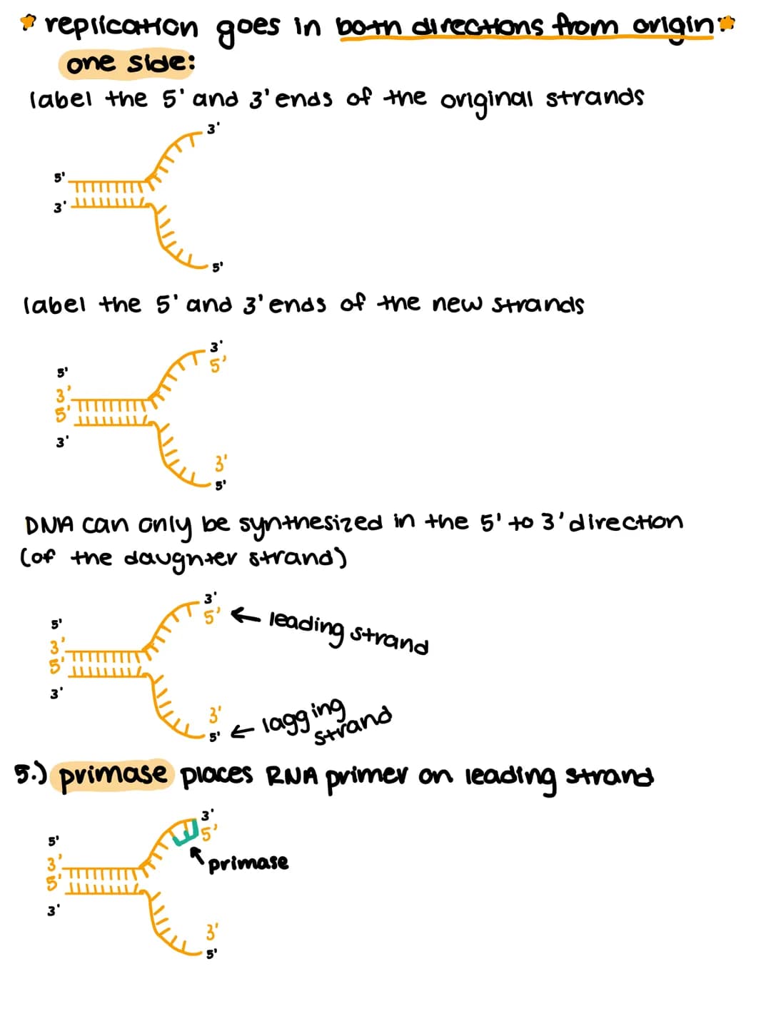 
<h2 id="recognitionoforiginsofreplication">Recognition of Origins of Replication</h2>
<p>In DNA replication, the process begins with the re