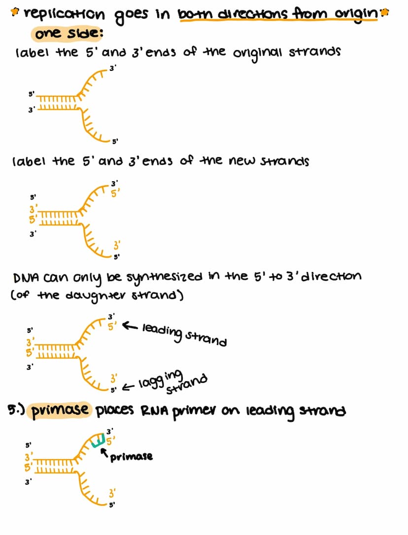 
<h2 id="recognitionoforiginsofreplication">Recognition of Origins of Replication</h2>
<p>In DNA replication, the process begins with the re
