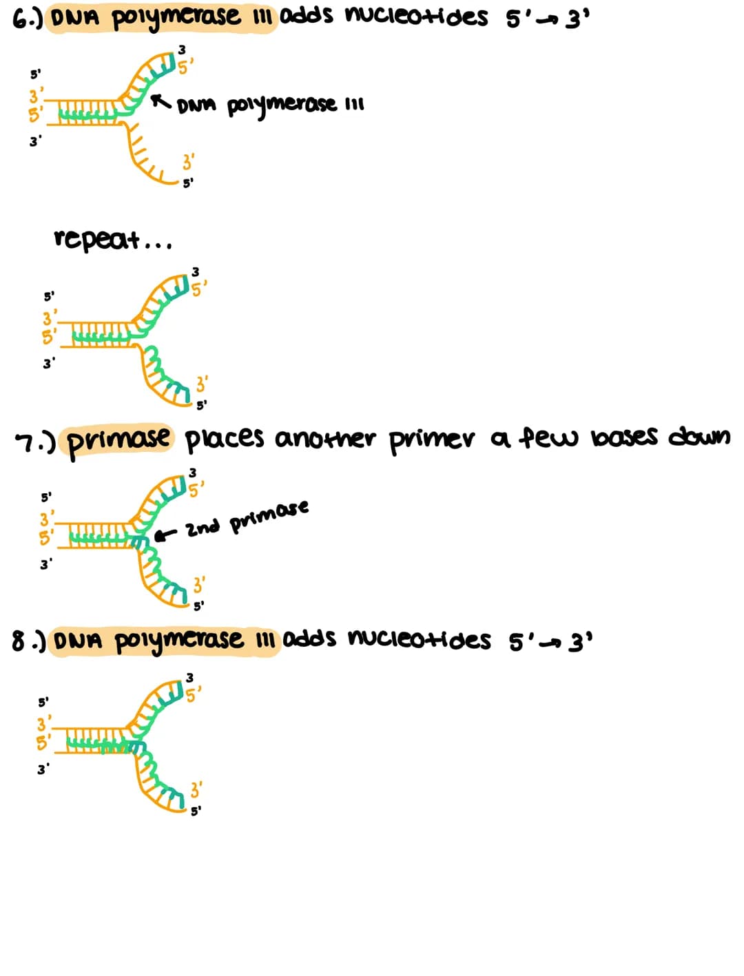 
<h2 id="recognitionoforiginsofreplication">Recognition of Origins of Replication</h2>
<p>In DNA replication, the process begins with the re