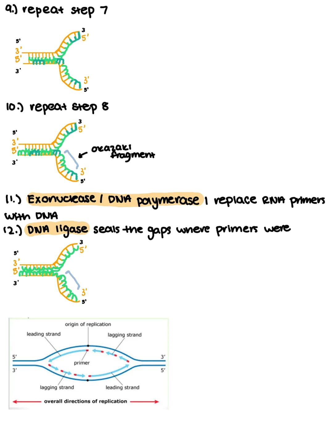 
<h2 id="recognitionoforiginsofreplication">Recognition of Origins of Replication</h2>
<p>In DNA replication, the process begins with the re