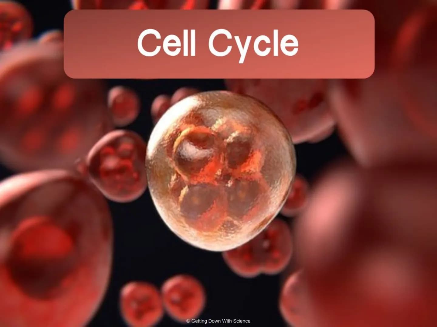 
<p>The cell division process is an integral part of life. It allows for the reproduction of cells, growth of cells, and tissue repair.</p>
