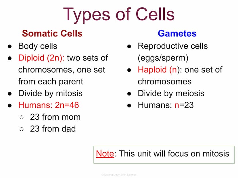 
<p>The cell division process is an integral part of life. It allows for the reproduction of cells, growth of cells, and tissue repair.</p>
