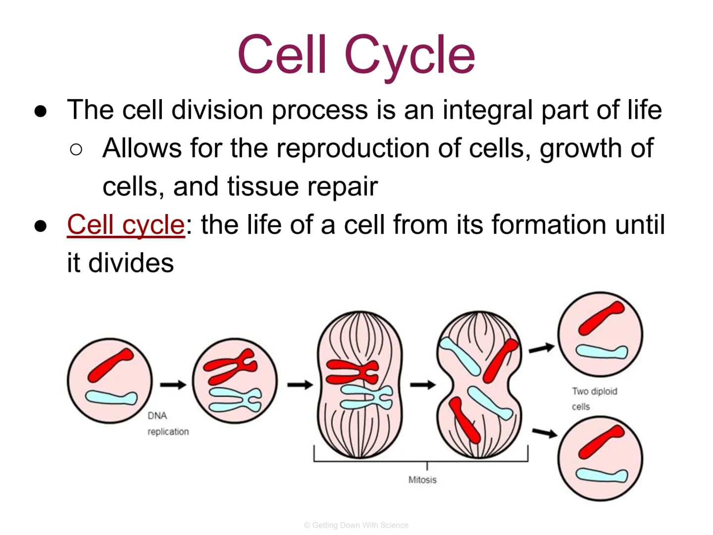 
<p>The cell division process is an integral part of life. It allows for the reproduction of cells, growth of cells, and tissue repair.</p>
