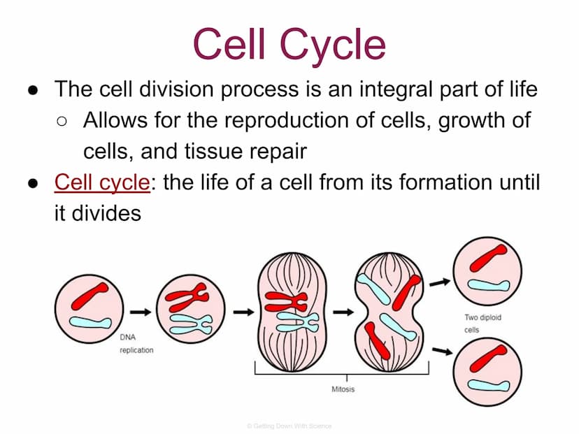 
<p>The cell division process is an integral part of life. It allows for the reproduction of cells, growth of cells, and tissue repair.</p>
