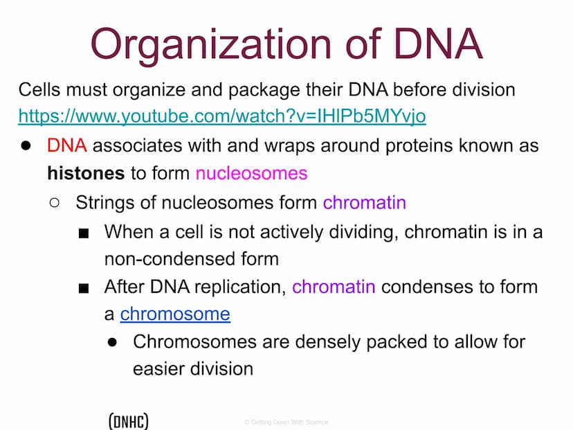 
<p>The cell division process is an integral part of life. It allows for the reproduction of cells, growth of cells, and tissue repair.</p>
