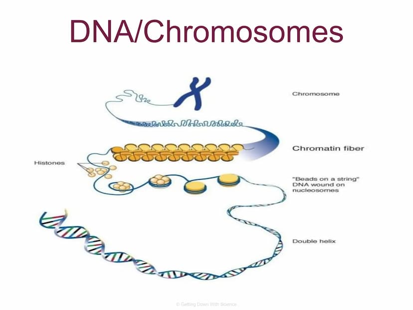 
<p>The cell division process is an integral part of life. It allows for the reproduction of cells, growth of cells, and tissue repair.</p>
